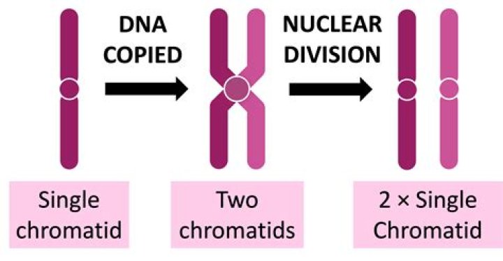 Uncovering The Forces Behind Chromatid Movement And Anchoring